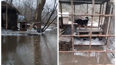 Знімок з відео з притулку "БІМ"