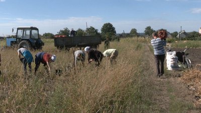 Працюватимуть до перемоги: у селі на Черкащині вирощують овочі для ЗСУ та переселенців