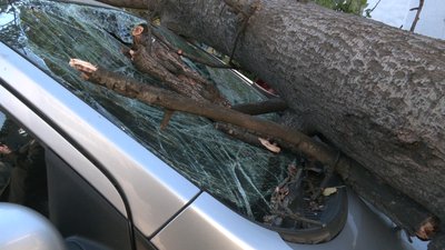У Харкові тополя впала на припарковані авто У Харкові тополя впала на припарковані авто
