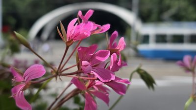 Квіти у Вінниці