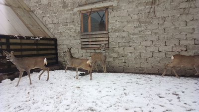 Косулі разом із птахами: на Рівненщині функціонує пришкільний мінізоопарк Косулі разом із птахами: на Рівненщині функціонує пришкільний мінізоопарк