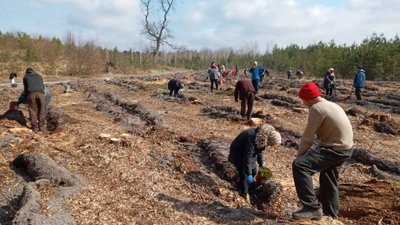 Озеленення планети: на Рівненщині за день висадили близько 300 тисяч дерев Озеленення планети: на Рівненщині за день висадили близько 300 тисяч дерев