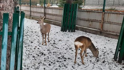 В мисливських угіддях на Кіровоградщині підгодовують диких тварин В мисливських угіддях на Кіровоградщині підгодовують диких тварин