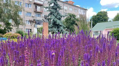 Житомир, погода, природа, червень 2026 року