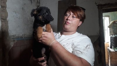 Домашні, безпритульні та собаки військових. Кропивничанка забрала з Краматорська 32 тварини