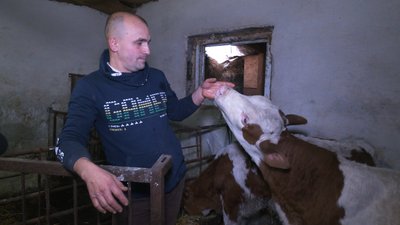 Як живе черкаський бичок - символ року Як живе черкаський бичок - символ року
