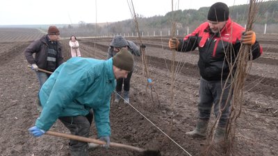 На Волині заклали найбільший вишневий сад На Волині заклали найбільший вишневий сад
