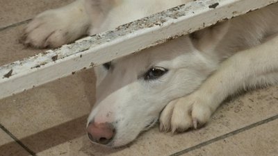 Стерилізація