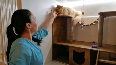 У Кропивницькому ветклініка забирає на утримання тварин переселенців