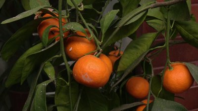 Мандарини, які вирощує садівник Віталій