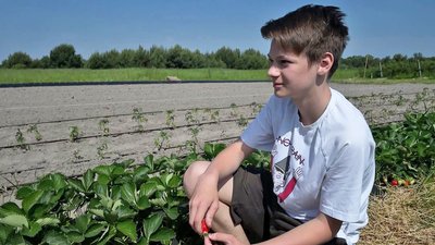 На полі вся родина: як волинський атовець вирощує полуницю