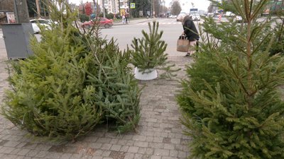 Ялинковий базар на проспекті Миру