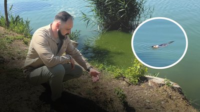 Бобри живуть на Журавлівці