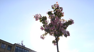 У центрі Миколаєва продовжують квітнути сакури У центрі Миколаєва продовжують квітнути сакури