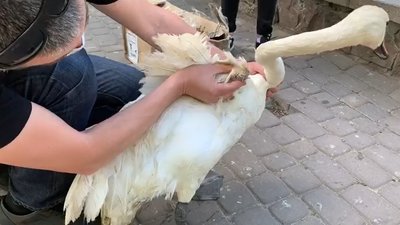 На Прикарпатті рятувальники знайшли лебедя без крила На Прикарпатті рятувальники знайшли лебедя без крила