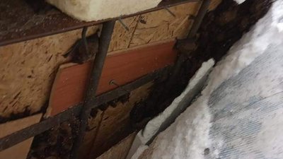 У дніпровській багатоповерхівці за обшивкою балкону виявили понад пів тисячі кажанів У дніпровській багатоповерхівці за обшивкою балкону виявили понад пів тисячі кажанів
