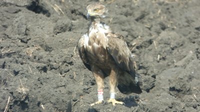 Підорлик малий закільцьований у Польщі в Бєбжанському національному парку Підорлик малий закільцьований у Польщі в Бєбжанському національному парку
