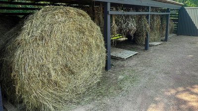 На Житомирщині для диких тварин заготовили на зиму 76 тисяч кілограмів сіна На Житомирщині для диких тварин заготовили на зиму 76 тисяч кілограмів сіна
