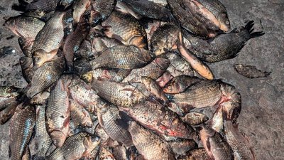 Житель Харківщини під час нересту з човна наловив 16 кг риби, серед якої карасі