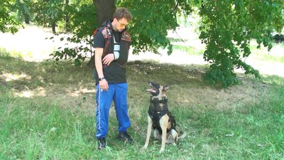 У Запоріжжі волонтери пошили бронежилет для собак, які допомагають у захисті міста