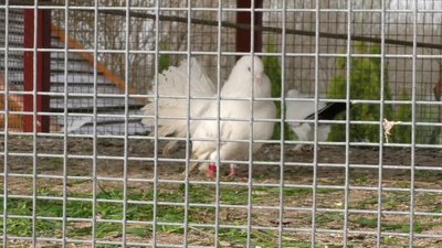 Коти для душі. На базі відпочинку у фермера на Херсонщині живе понад 30 котів Коти для душі. На базі відпочинку у фермера на Херсонщині живе понад 30 котів