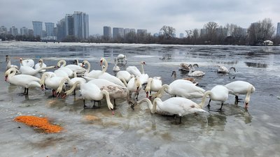 лебеді