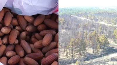 Жителі Луганщини збирають шишки та жолуді, щоб відновити згорілий ліс. СУСПІЛЬНЕ | ВІДЕОНОВИНИ