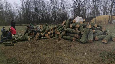 Прокуратура Кіровоградської області підозрює лісоруба у знищені дерев майже на три мільйони гривень