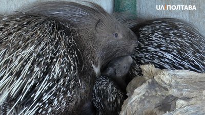 Сім`я дикобразів із малюками Сім`я дикобразів із малюками