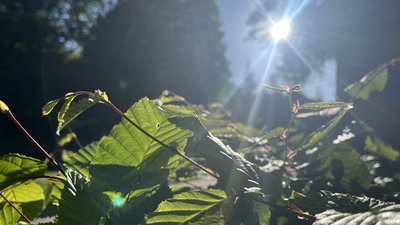 сонячна погода
