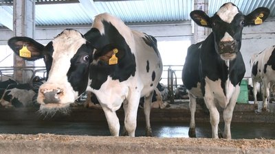 Без вихідних і на генераторі: як працює ферма на Черкащині в умовах відключень світла Без вихідних і на генераторі: як працює ферма на Черкащині в умовах відключень світла
