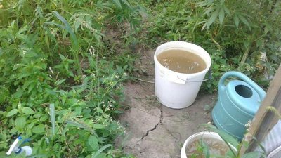 Конопля, вибухівка, боєприпаси. Поліцейські провели обшук обійстя на Прикарпатті Конопля, вибухівка, боєприпаси. Поліцейські провели обшук обійстя на Прикарпатті