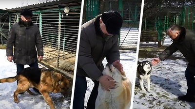 Домашні вовки. Кропивничанин Сергій Неділько має розплідник лайок Домашні вовки. Кропивничанин Сергій Неділько має розплідник лайок
