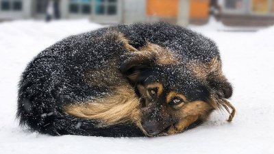 Собака