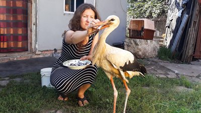 Нагадує зниклого на війні батька. На Кіровоградщині харків'яни-переселенці лікують травмовану лелеку