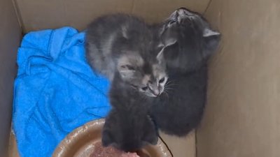 Кошенята