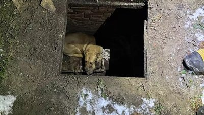 Впала у каналізаційний люк: у Дніпрі врятували собаку
