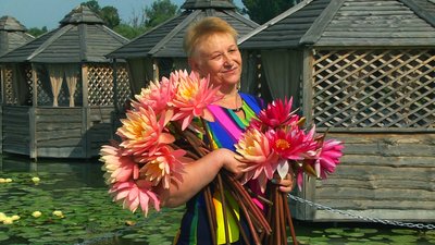 лілії