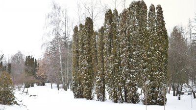 сніг черкаси сніг черкаси
