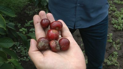 Майже 35 тонн черешні залишаються незібраними на Мелітопольщині Майже 35 тонн черешні залишаються незібраними на Мелітопольщині