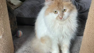 Сумський волонтер Іван Міненко створив будинок для котів-переселенців Сумський волонтер Іван Міненко створив будинок для котів-переселенців