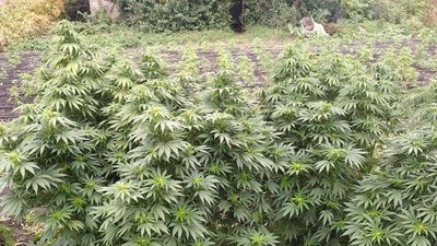 На Дніпропетровщині виявили плантацію конопель з пів тисячею кущів