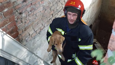 У Львові рятувальники витягнули собаку з приміщення глибиною 7 метрів
