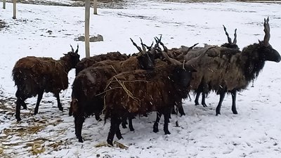У вінницькому зоопарку весняне поповнення У вінницькому зоопарку весняне поповнення