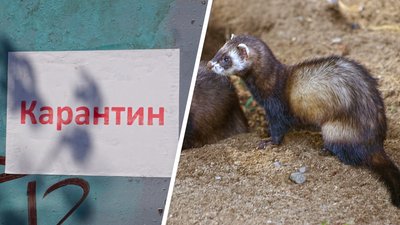 У частині Харкова оголосили карантин через сказ тхора