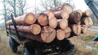 На Житомирщині продовжують викривати лісокрадів На Житомирщині продовжують викривати лісокрадів