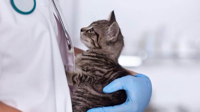 Стерилізація котів