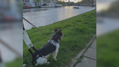 "Має біля хребта дві кулі та пересувається на візку". Собака з притулку на Кіровоградщині переїхав у Нідерланди "Має біля хребта дві кулі та пересувається на візку". Собака з притулку на Кіровоградщині переїхав у Нідерланди