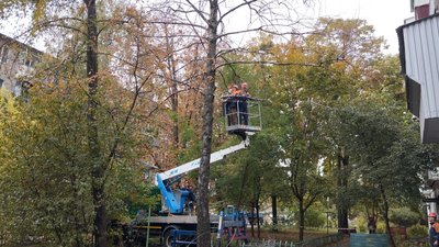 Що ускладнює видалення аварійних дерев у Полтаві