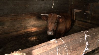 Корів пенсіонерка доїть вручну Корів пенсіонерка доїть вручну